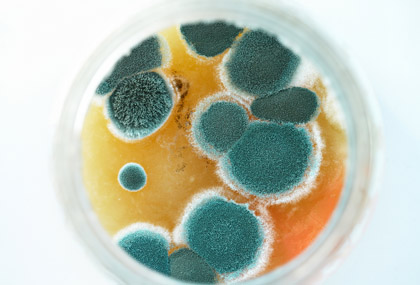 mold